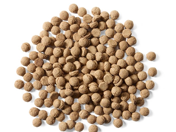 Kruidnootjes